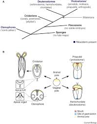 Image result for Meiosperma debile