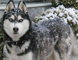 Below is a sample search of our siberian husky breeders with puppies for sale. Husky Haven Of La