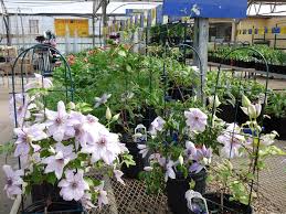 Same day delivery, low price guarantee.send flowers, baskets sending flowers & gifts to resident of minot. Lowe S Garden Center Minot Nd