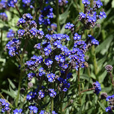 Image result for Anchusa capensis
