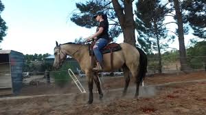 Soda had this buckskin horse, only it wasn't his. Gypsy Buckskin Quarter Horse Youtube