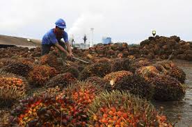 Historically, palm oil reached an all time high of 4525 in may of 2021. Malaysia Exempts Crude Palm Oil From Tax To Boost Export Demand Money Malay Mail