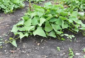 Right, now that we have everything ready and in place, let us focus on the actual growing process and learn how it is done! How To Plant Grow And Harvest Sweet Potatoes