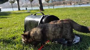 Kedi Gezdirme Cimen Park Deniz Pamukluhayatlar Youtube