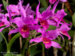 Image result for Aspilia mendoncae