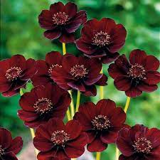 Chocolate Cosmos An Inedible Flower That Smells Like Chocolate Cosmos Flowers Chocolate Cosmos Flower Flower Seeds