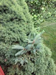 Check spelling or type a new query. Learn Why Grafted Trees Revert To Their Rootstock