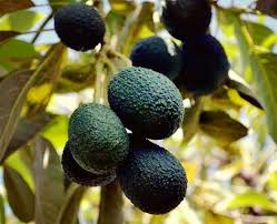 How to plant an avocado tree from a pit. Graft Topics Tree Nation Forestry Knowledge Database