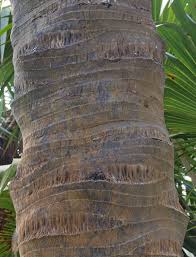 Image result for Latania loddigesii