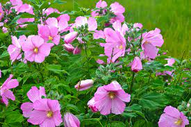 Welcome to r/capecod cape cod's home on reddit. Wild Flowers In Bloom On The Cape Capecod Com