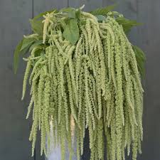Image result for Amaranthus