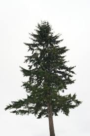 Douglas fir timber is said to be stronger than concrete. Douglas Fir Tree Seeds Conifer 6760 Osc Seeds