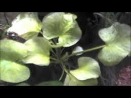 Image result for Nymphoides brevipedicellata