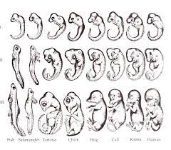 Sie gilt heute als veraltet und weitgehend widerlegt, da sie zwar einzelne phänomene beschreibt, aber nicht als allgemein. Biogenetische Grundregel Wikipedia