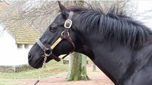 Pin On My Favorite Racehorses