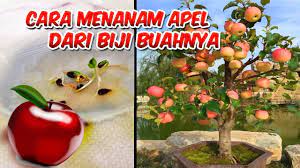Maybe you would like to learn more about one of these? 5 Cara Praktis Menanam Buah Apel Dari Biji Dalam Pot Youtube