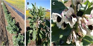 They form flowers, which contain both male and female organs. Symbolic Meaning And Use Of Broad Beans In Traditional Foods Of The Mediterranean Basin And The Middle East Journal Of Ethnic Foods Full Text