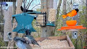 The species is generally considered monogamous, although evidence. Orioles In Michigan 2 Species W Range Maps Bird Watching Hq