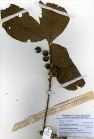 Image result for Pouteria alnifolia