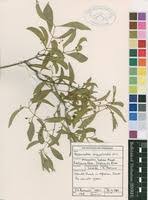 Image result for Hippocratea