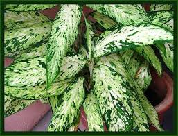 Dieffenbachia Star Bright Plants Rare Plants Plant Leaves
