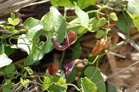 Image result for Aristolochia heppii