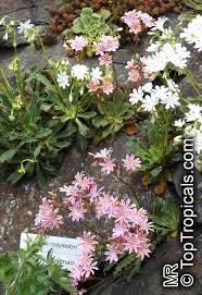 Image result for Landolphia cuneifolia