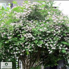 Image result for Kolkwitzia amabilis