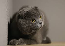 Bursa Nin Luks Odali Kedi Oteli Bayramda Dolu Bursada Bugun Bursa Bursa Haber Bursa Haberi Bursa Haberleri Bursa