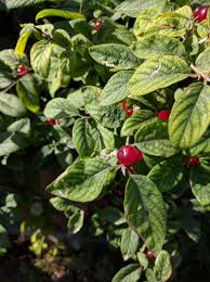 Forsythias are flowering shrubs known for their long branches that get full with brilliant yellow blooms early in spring. What Is This Low Growing Shrub With Small Bright Red Berries Gardening Landscaping Stack Exchange