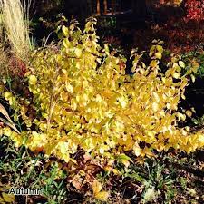 Flowers are composed in numerous umbels coming out in mid spring. Cornus Sanguinea Midwinter Fire Dogwood Shrubs For Sale