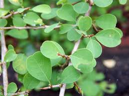 Image result for Flueggea