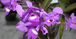 Riesenauswahl an produkten für zuhause. Leyenda De La Hermosa Orquidea Region Litoral Portal Del Litoral Argentino