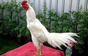 Ayam pama rambong memiliki ciri serta bentuk badan yang lebih besar dari pada ayam pama originalnya.ayam ini memiliki berat 2,3 sampai 3,5 kg.memiliki ukuran serta bentuk kaki kecil bulat dan kering serta memiliki warna yang gelap. 10 Jenis Ayam Bangkok Yang Bagus Untuk Dipelihara No 7 Recomended