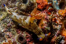 Image result for Nesaea linearis