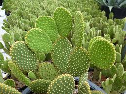 Image result for Opuntia