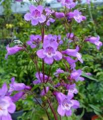 To be a ethical forager here in in the way you eventually learn most of the plants in your environment, edible or not. 15 Prettiest Native Flowers For Houston Scent Violet Flower Plants And Gift Delivery Houston Tx Florist