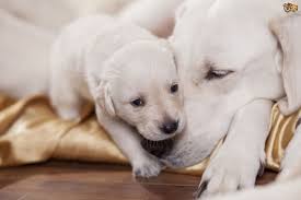Problems That Can Arise From Weaning Puppies Too Early Pets4homes
