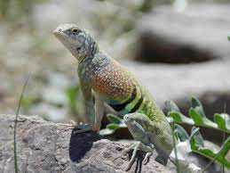 The greater earless lizard (cophosaurus texanus) is a species of earless lizard endemic to the southwestern united states. Cophosaurus Texanus The Reptile Database