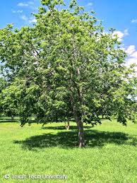 Image result for Sapindus