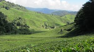 With a total area of around 712km² (approximately the size of singapore), it is the largest of all malaysia hill resorts. Ipoh And Cameron Highlands Pearce On Earth