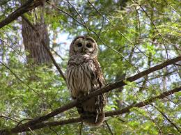 A Barred Owl Tricky To See In Daytime But Abundant In Great Smoky Mountains Nationa Great Smoky Mountains National Park Great Smoky Mountains Smoky Mountains