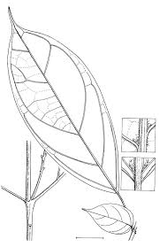 Image result for Thomandersia hensii