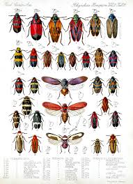 True Bugs Ask A Biologist