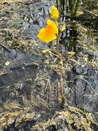 Image result for Utricularia sp.no.1