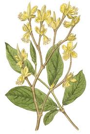 Image result for Lasiodiscus palustris