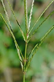 Image result for Digitaria seriata
