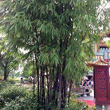 Black Bamboo Plants For Sale Black Bamboo Plant Black Bamboo Plant Bamboo Plants Bamboo Plants For Sale