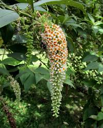 Image result for Buddleja asiatica