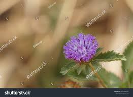 Image result for Crassocephalum rubens